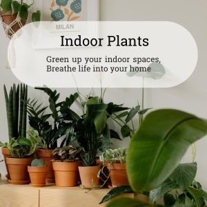 Indoor Plants