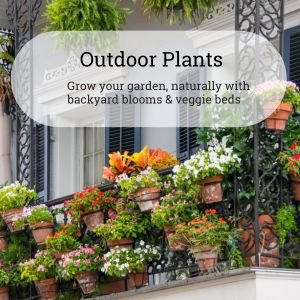 Outdoor plants