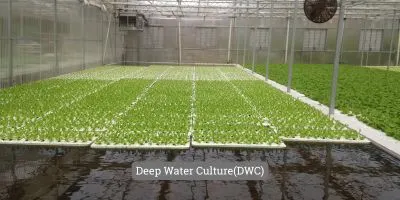 Image presenting DWC-Deep water culture