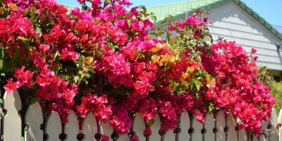 Outdoor Plant 1