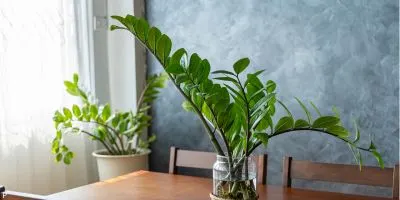 Outdoor Plant 10
