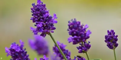 Outdoor Plant 11