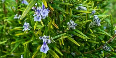 Outdoor Plant 12