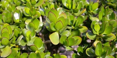 Outdoor Plant 13