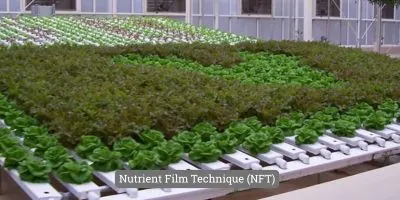 Image presenting Nutrient Film Technique (NFT)