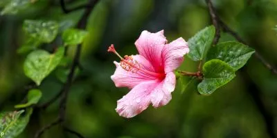 Outdoor plant 2
