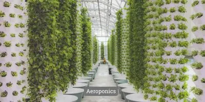 Image presenting Aeroponics
