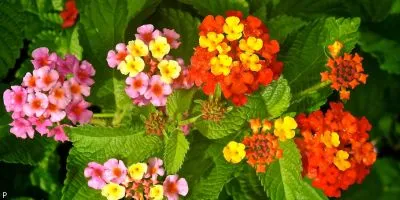 Outdoor Plant 4