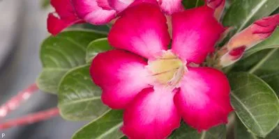 Outdoor Plant 5