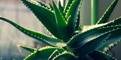 Outdoor Plant 6