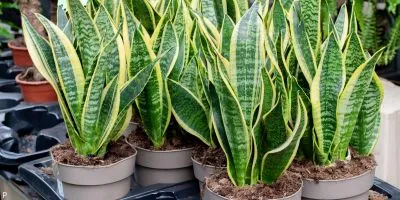Outdoor Plant 7