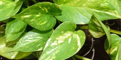 Outdoor Plant 8
