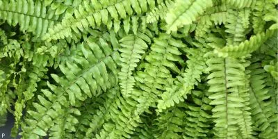 Outdoor Plant 9