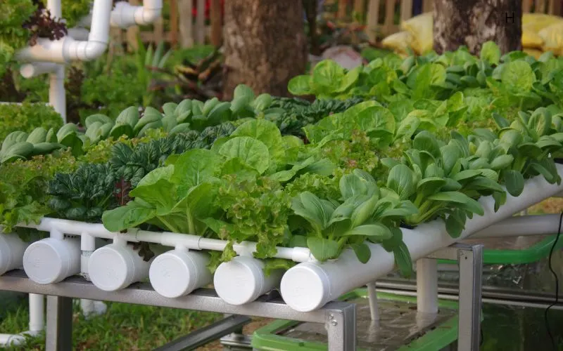 Hydroponics cover image