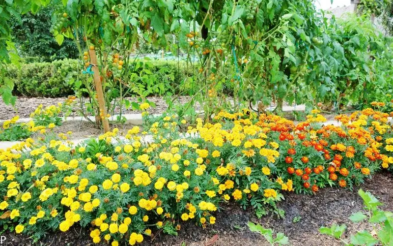 Outdoor plants article banner