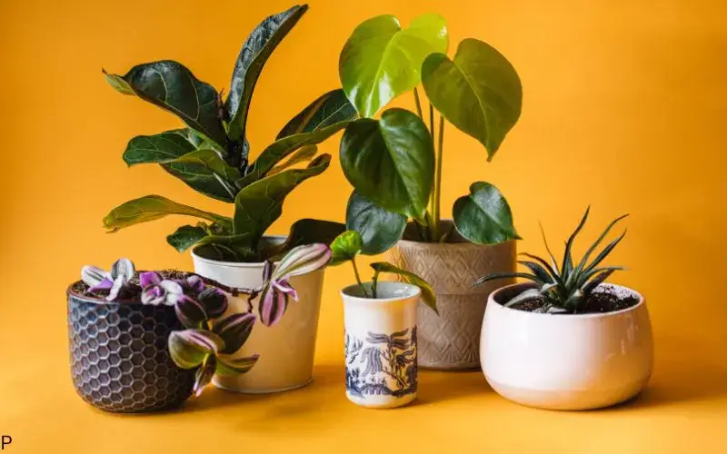 Indoor plants banner image
