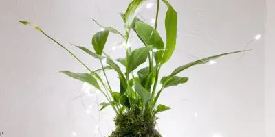 Petite Peace Lily 
