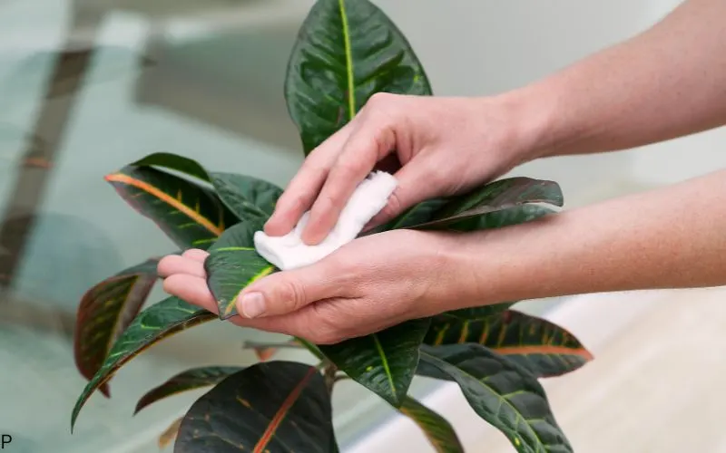 Plant care article banner image