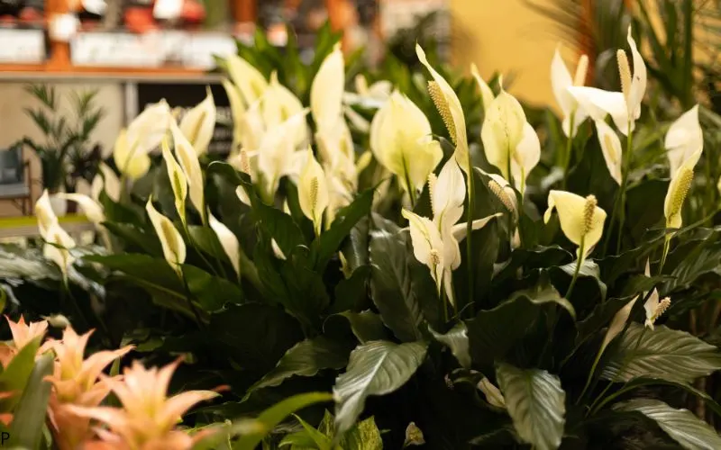 Peace lily article banner image