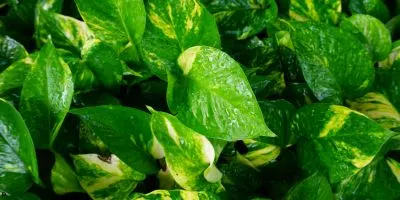 Golden pothos Image
