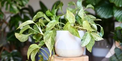 Marble queen pothos image