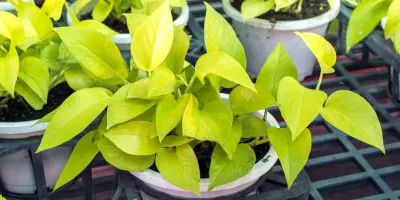 Neon pothos image