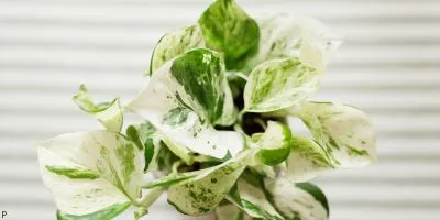 Jade pothos image
