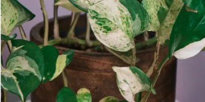 Manjula pothos image
