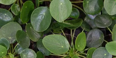 Chinese money plant image