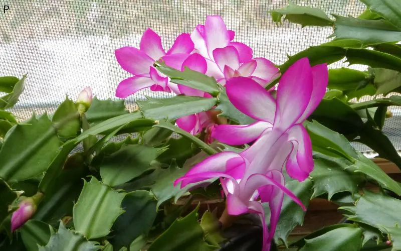 Christmas cactus plant article banner image